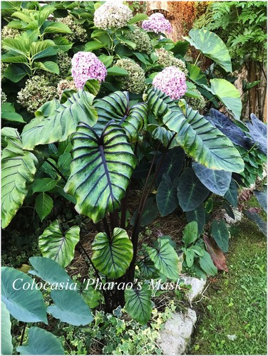 Colocasia pharaoh mask 1 - mask, °