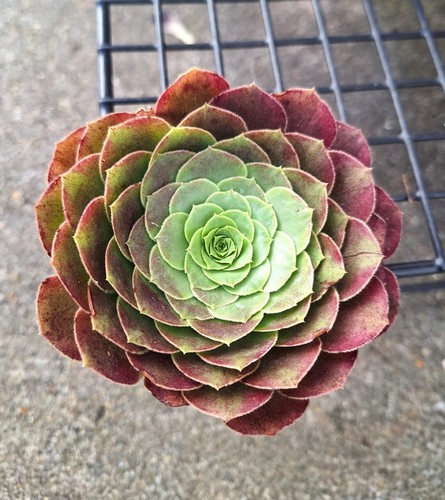 Aeonium fiesta rare succulent - fiesta,,
