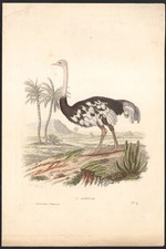 1853 Gravure aquarellée L' autruche Struthio oiseaux Ornithologie