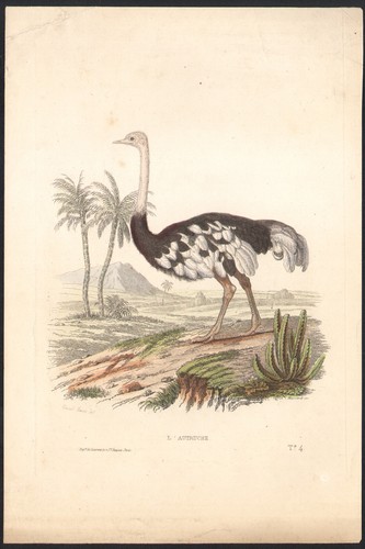 1853 gravure aquarellée - gravure, l'