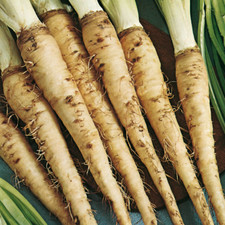 Salsifis mammouth Amélioré 100 Graines