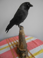 taxidermie choucas des tours 