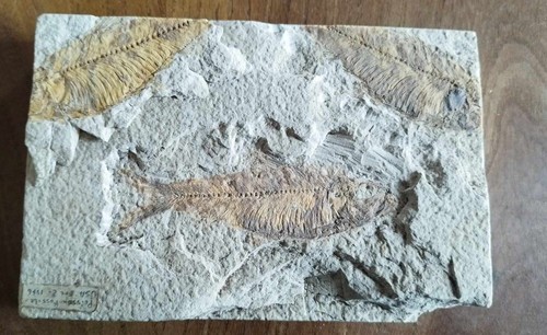 Fossile poisson collection - ,