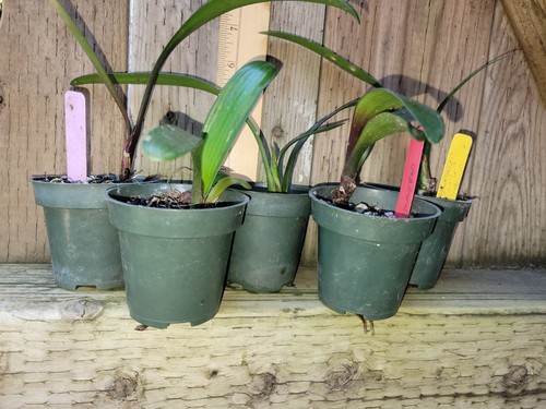 Mixed clivia leaf - mixed,