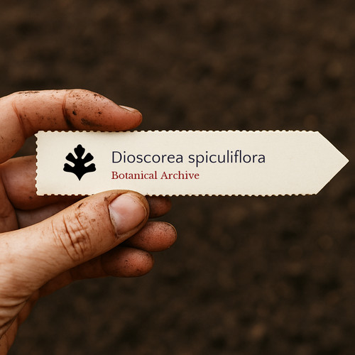Dioscorea spiculiflora seeds - spiculiflora,