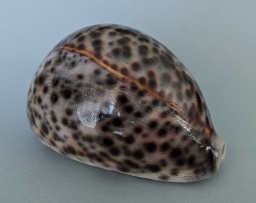Cypraea tigris 104 mm - cypraea, 104,3