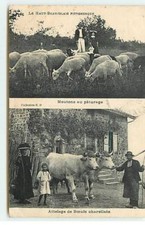 Agriculture - Le Haut-Beaujolais Pittoresque - Moutons au pâturage - Att - 20845