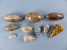 Lot de 10 coquillages différents OLIVA CYPRAEA Nouvelle Calédonie années 70 (A3)