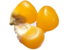 Maïs Pop-Corn (Tom Pouce) AB