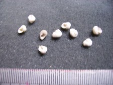 033.17 L - COLLONIA DISJONCTA - LOT DE 3 - FOSSILE DU BASSIN PARISIEN