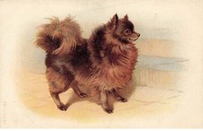 Animaux - Chien - Spitz