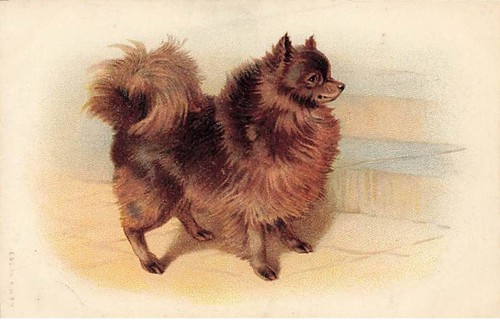 Animaux chien spitz - -,