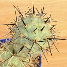 Tephrocactus alexanderi var