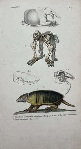 Planche zoologique xixème - planche,