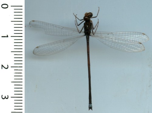 Odonata zygoptera ischnura - odonata,, –ischnura