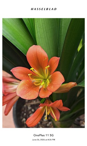 One adult brownz flower - one,
