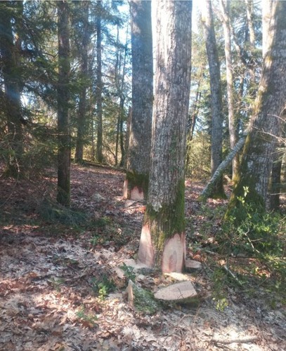 Bois chauffage de - bois,