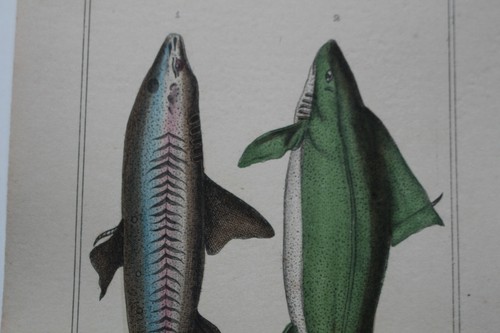 Gravure poissons xixè - gravure,