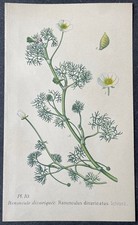 Botanique Renoncule divariquée Gravure couleur de 1893 par Masclef