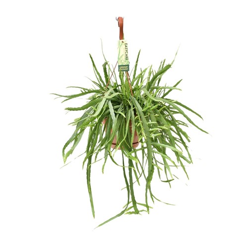 Plante suspendue lepismium - plante,