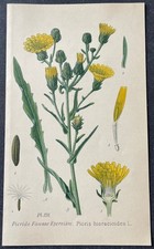 Botanique Picride Fausse-Epervière Gravure couleur de 1893 par Masclef