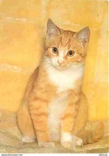 Animaux - Chats - Chatons -