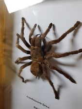 Taxidermie Mygale Géante Acanthoscurria Ferina Sous Cadre.  Entomologie. XXL