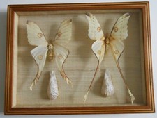 GRANDS PAPILLONS COMETE MALE +