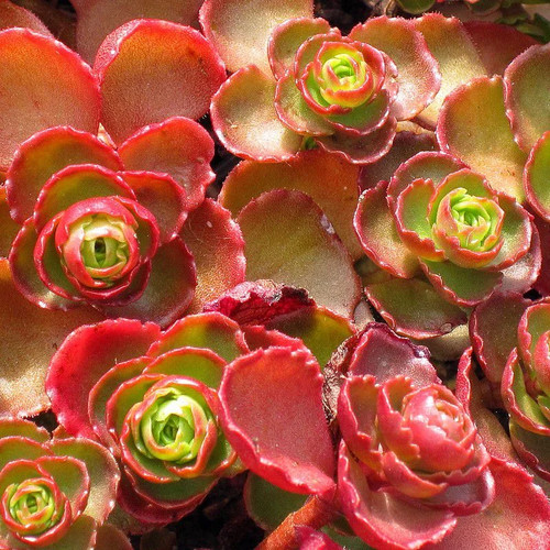 Sedum spurium schorbuser - spurium, 'schorbuser