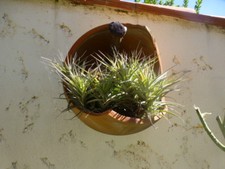 tillandsia  , soleil    a suspendre   dans votre patio,jardin  terrasse 