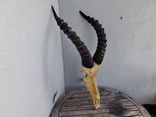 Massacre d'antilope " Topi " ; Damaliscus korrigum #0708