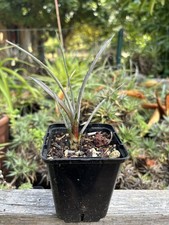 Dyckia Jonesiana, Rare Bromeliad, Tillandsia