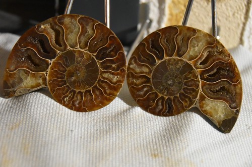Rare ammonite siée aioloceras - ammonite,