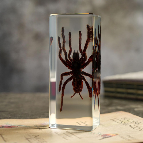 Taxidermy tarantula bird - tarantula,