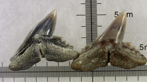 Shark tooth dents de - tooth,