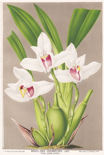 Maxillaria orchidée - maxillaria,