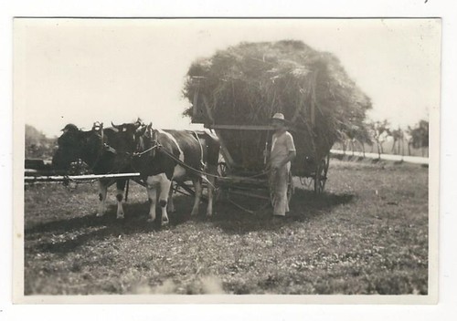 351 photo bauer - 7/351,