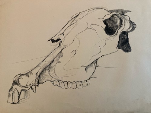Dessin crayon crâne - , anatomie