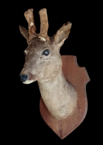 Ancien trophée chasse - trophée, biche