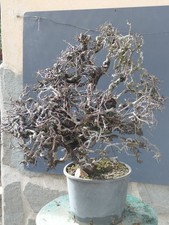 Pré-bonsaï De Prunus Spinosa