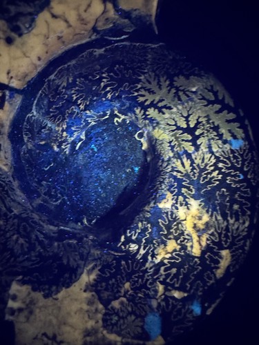 6667 large intact ammonite - large,