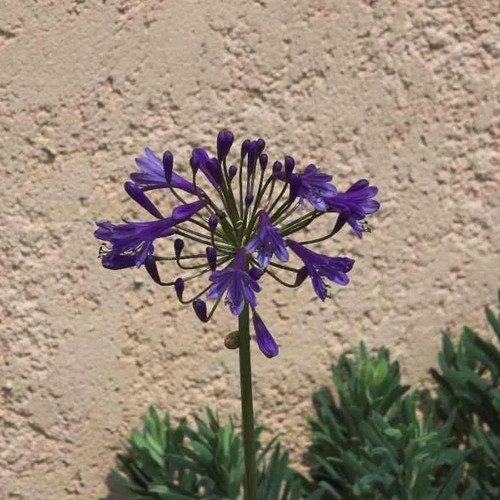 Agapanthus tornado - 'tornado'®,
