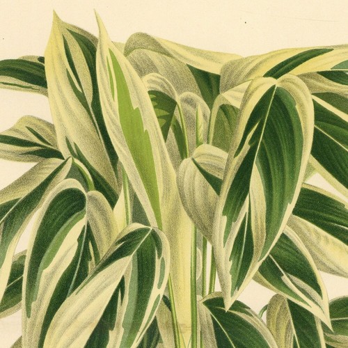 Plante marante dictame - marante,