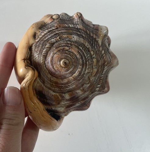 Ancien gros coquillage - coquillage, 14cm