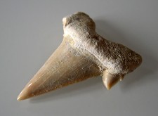 DENT de REQUIN FOSSILE 20 000 ans