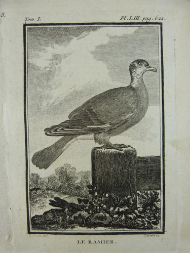 Ornithologie gravure oiseaux - ornithologie,