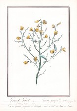 Genista Purgans Genet Griot
