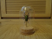 Coléoptère Lucanidae -