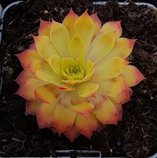 Sempervivum chick charms ®