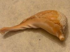 Coquillage de collection